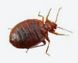 Bed Bugs Control