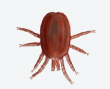 Bird Mite Control