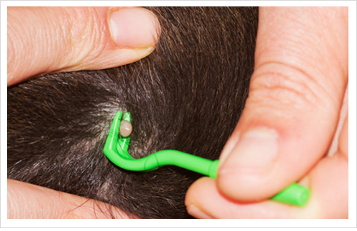 Dog-Tick