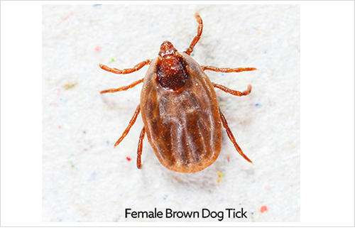Dog-Tick1