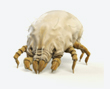 Dust Mite Control