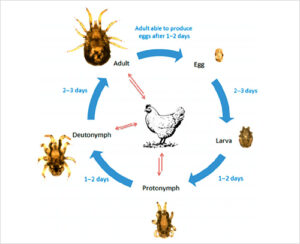 Best Bed Bug Treatment Mumbai | Steam + Spray Combo | A Sai Pest Control