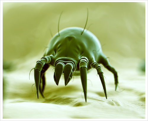 dust-mite1